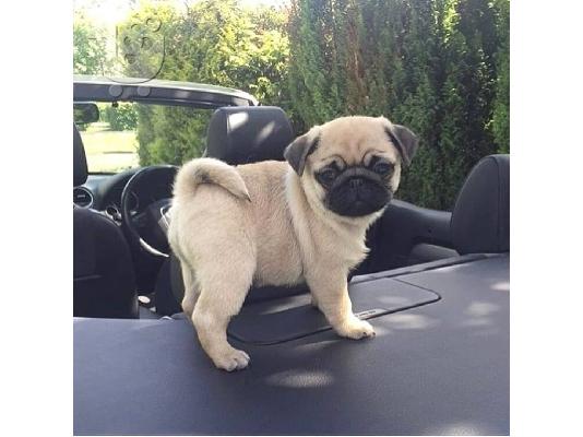 Η Stkc κατέγραψε τα μωρά Pug